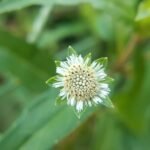 a close up of a white flower with green leaves